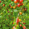 Gooseberry, Pixwell 2 gallon