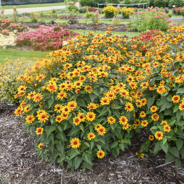 False Sunflower, Sundial