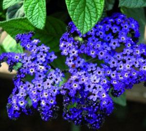 Heliotrope, Marino Blue