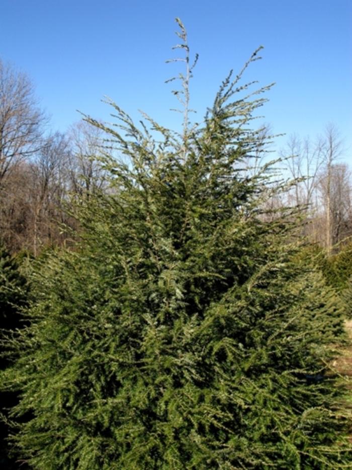 Hemlock, Eastern