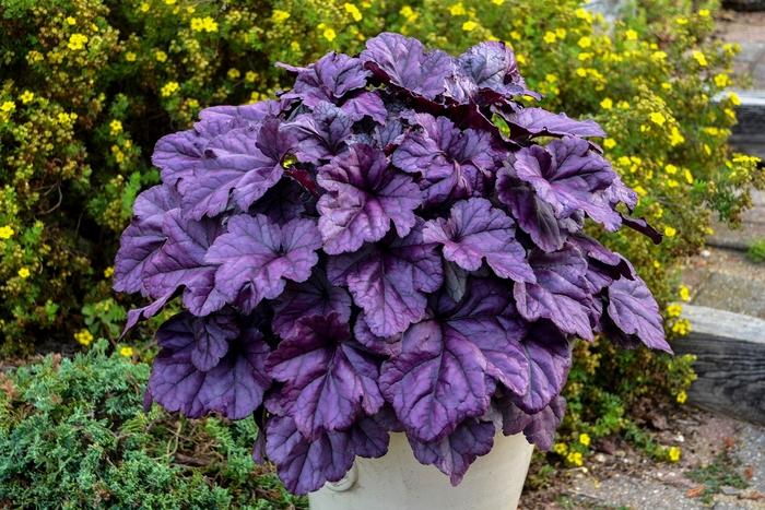 Coral Bells, Dolce Wildberry