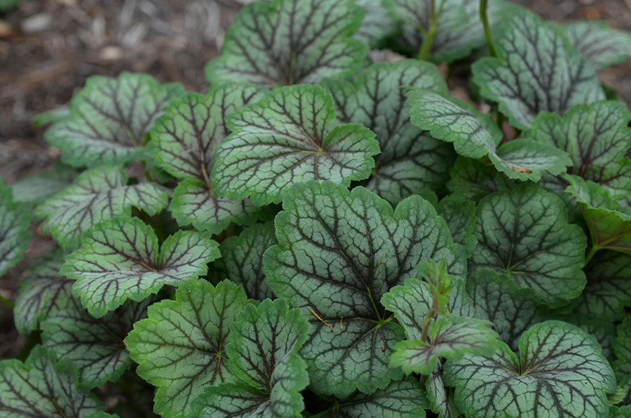 Heuchera, Green Spice