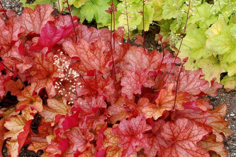 Coral Bells, Paprika