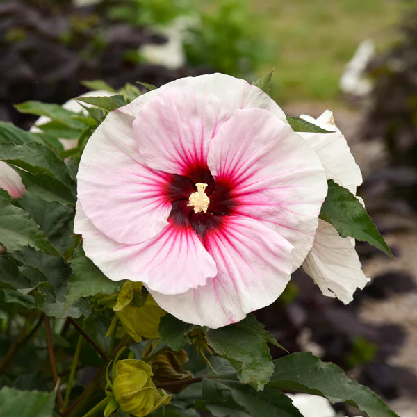 Hibiscus, Angel Eyes