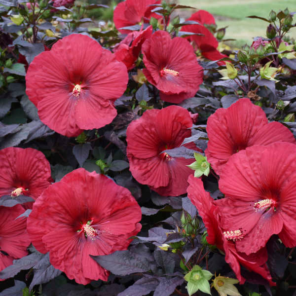 Hibiscus, Holy Grail