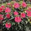 Hibiscus, Summerific Watermelon Ruffles