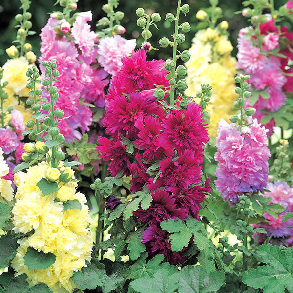 Hollyhock, Spring Celebrities Mix