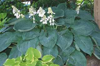 Hosta, Blue Angel