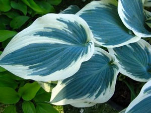 Hosta, Blue Ivory
