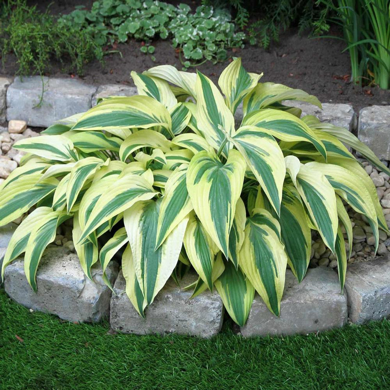 Hosta, Lakeside Dragonfly