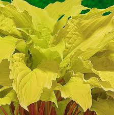 Hosta, Lipstick Blonde