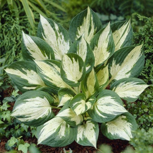 Hosta, Revolution