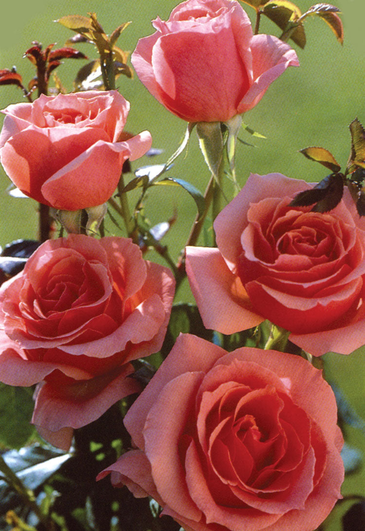 Rose, Lady Aberdeen Hybrid Tea