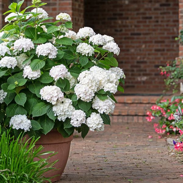 Hydrangea, Endless Summer Blushing Bride