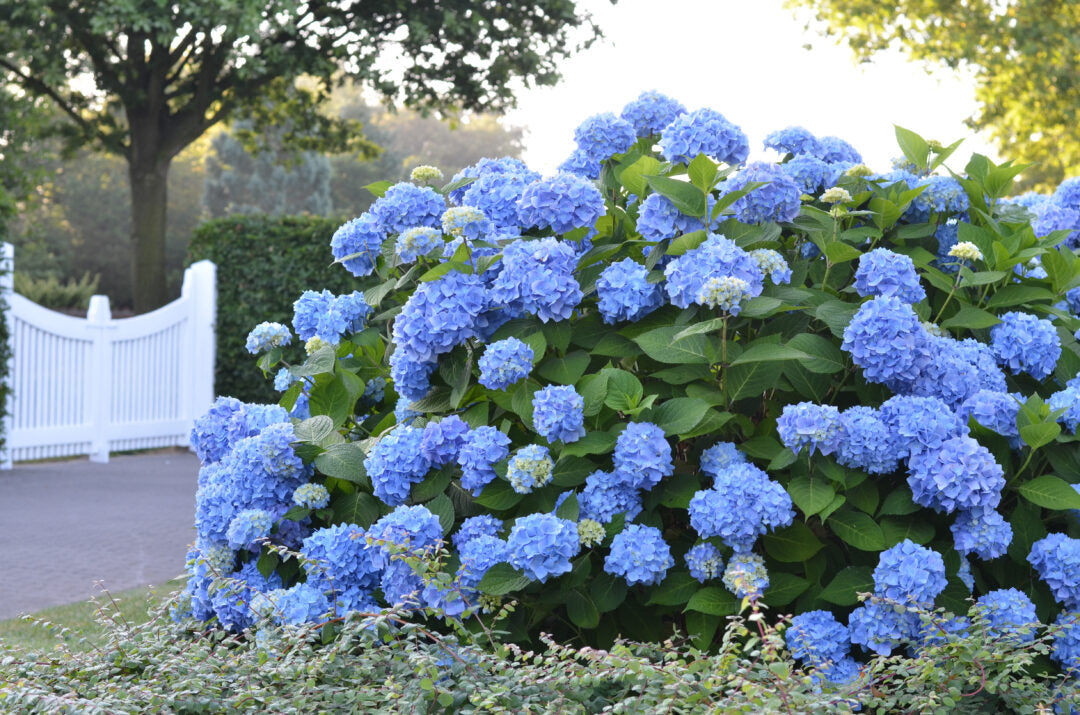Hydrangea, Endless Summer The Original