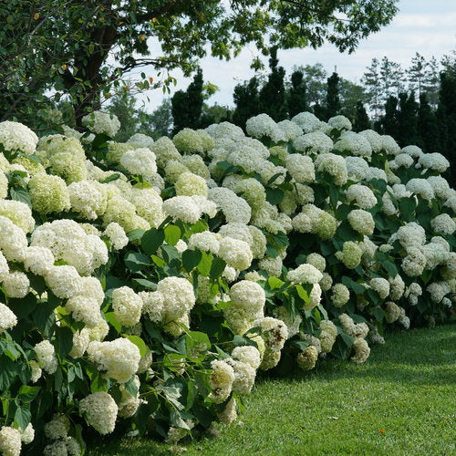 Hydrangea, Incrediball Smooth