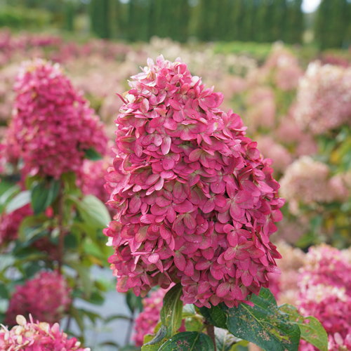 Hydrangea, Limelight Prime