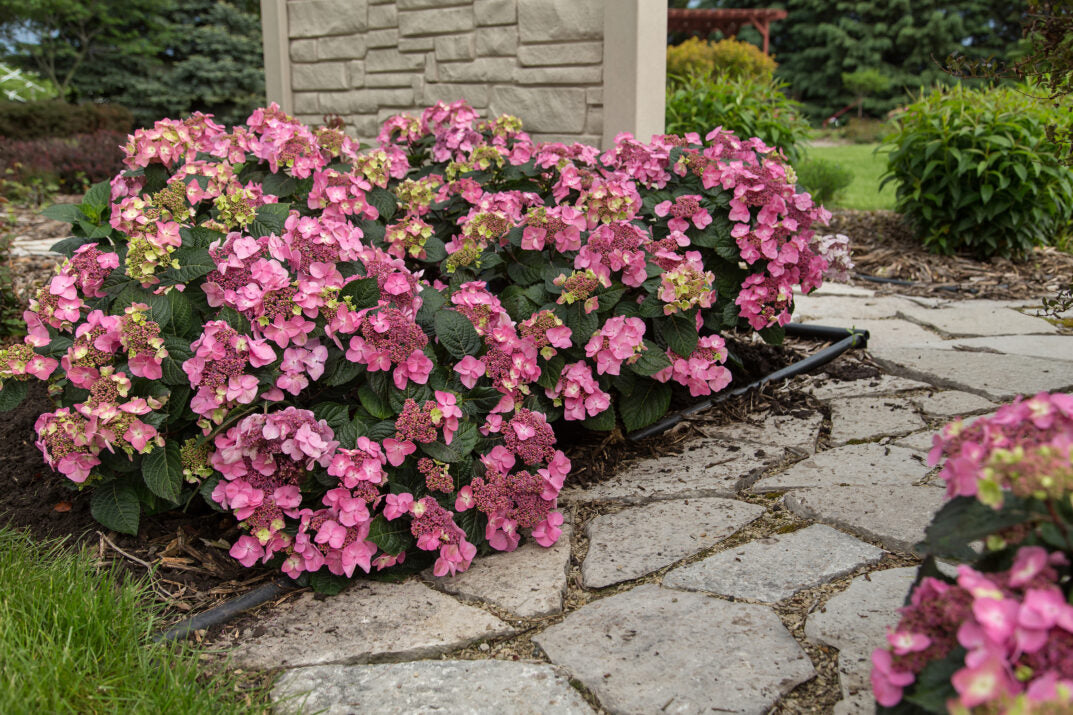 Hydrangea, Endless Summer Pop Star