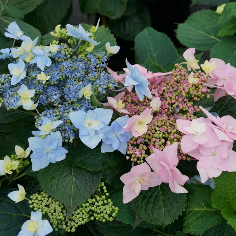 Hydrangea, Tuff Stuff Ah-Ha Mountain