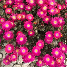 Ice Plant, Jewel of Desert Amethyst 1qt