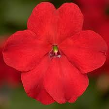 Impatiens, Red Imara XDR 6 plants/ box