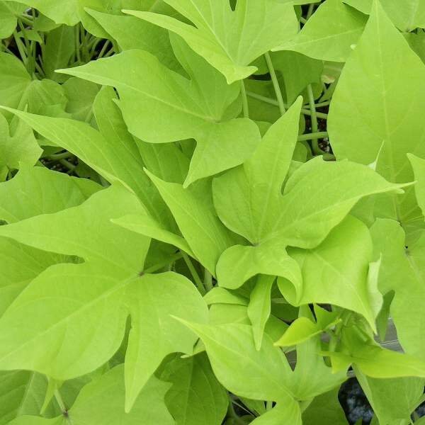 Sweet Potato Vine