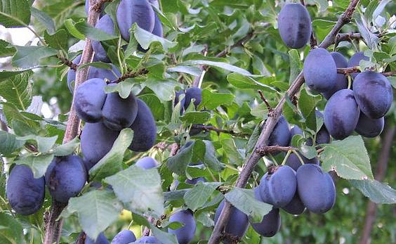 Plum, European Italian Prune Semi-Dwarf