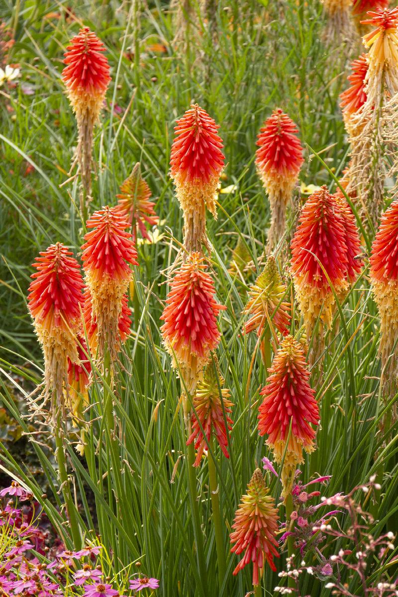 Kniphofia, Papaya Popsicle (Red Hot Poker)