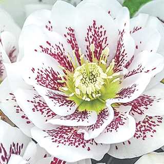 Lenten Rose, Helleborus