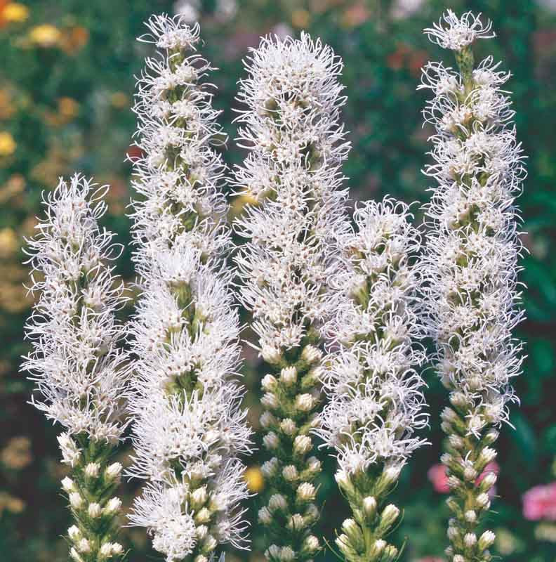 Liatris, Alba (White)