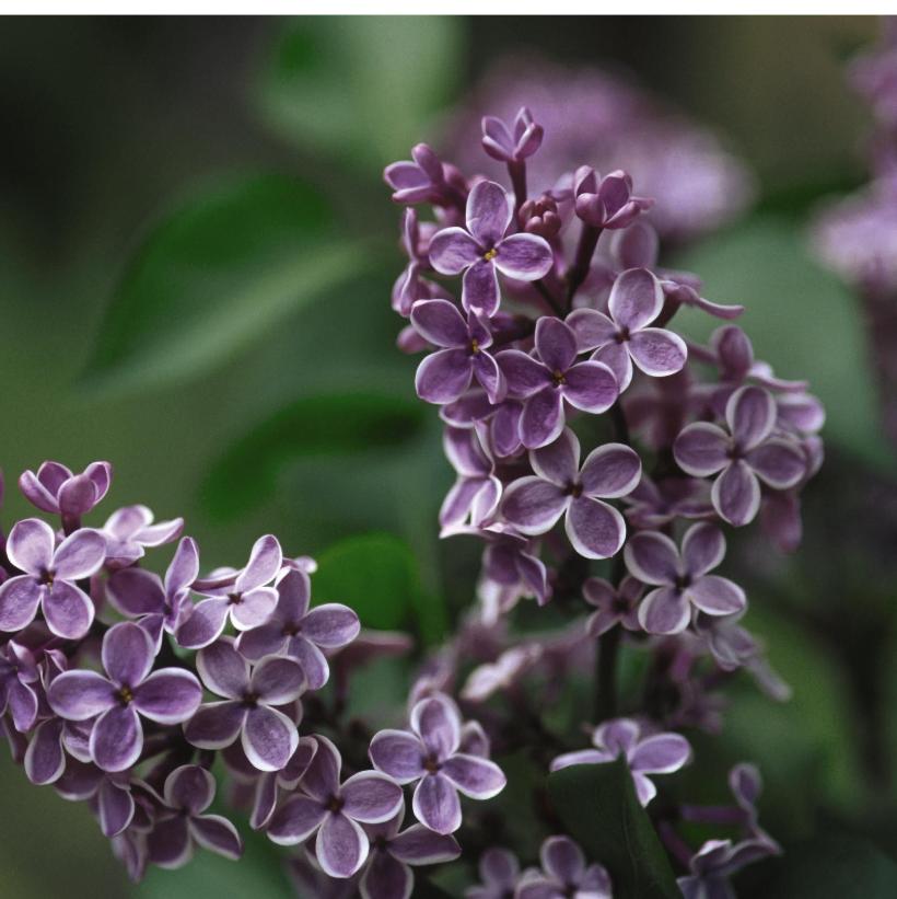 Lilac, Sensation