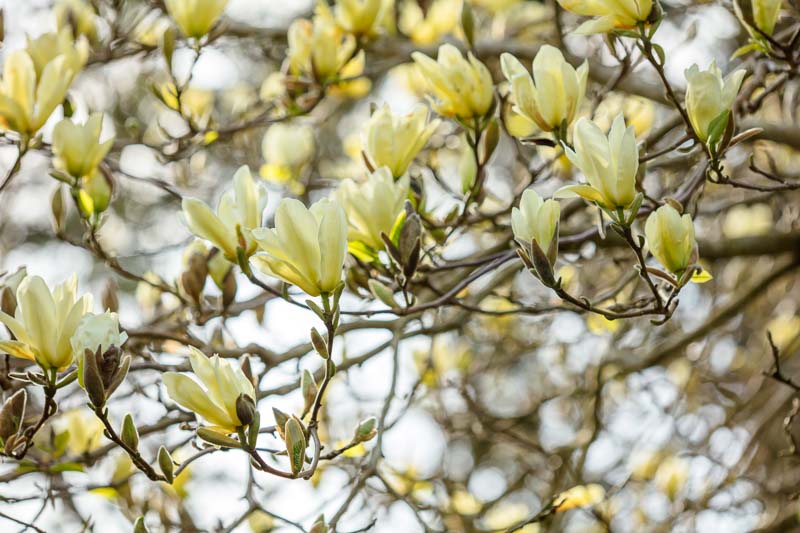 Magnolia, Elizabeth Cucumbertree