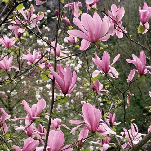 Magnolia, Rickii