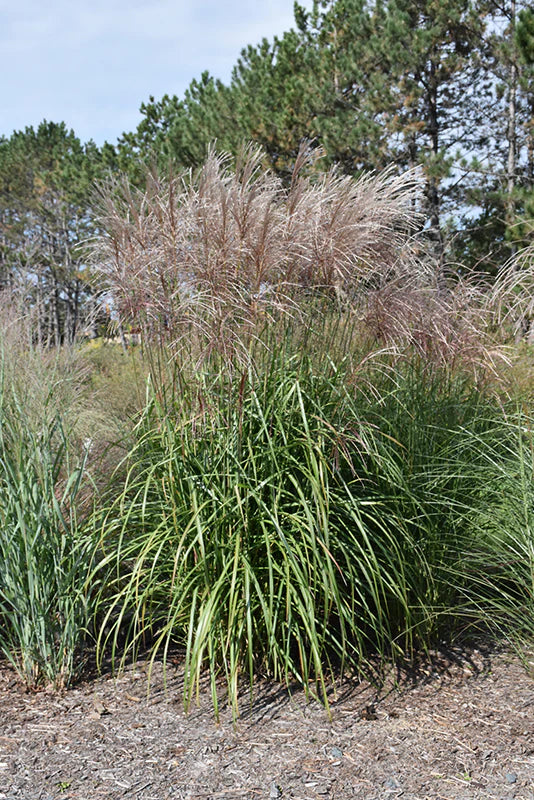 Maiden Grass, Gracillimus