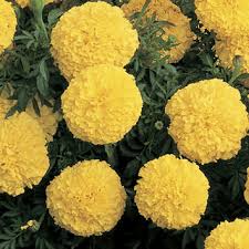 Marigold, Inca II 6 plants/ box