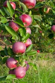 Apple, Red McIntosh Semi-Dwarf