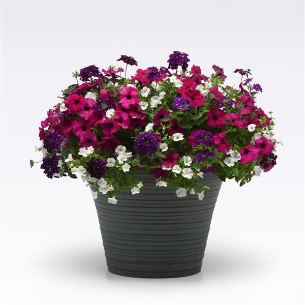 12" Hanging Basket, Jazzberry Jam