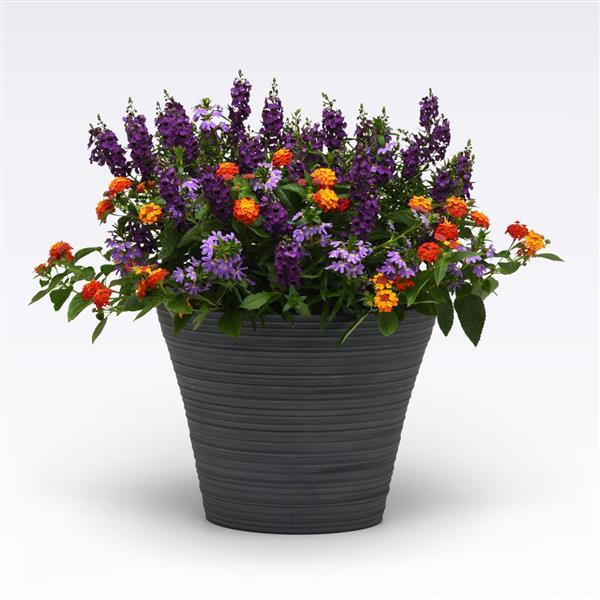 12" Hanging Basket, Shindig