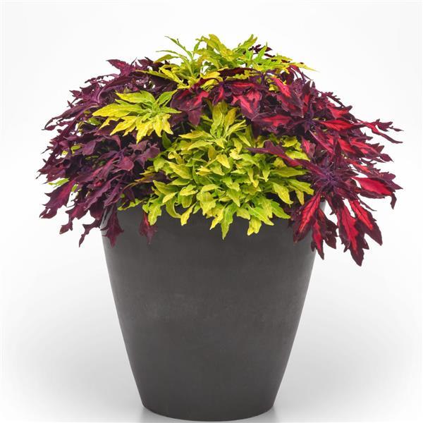 13" Container