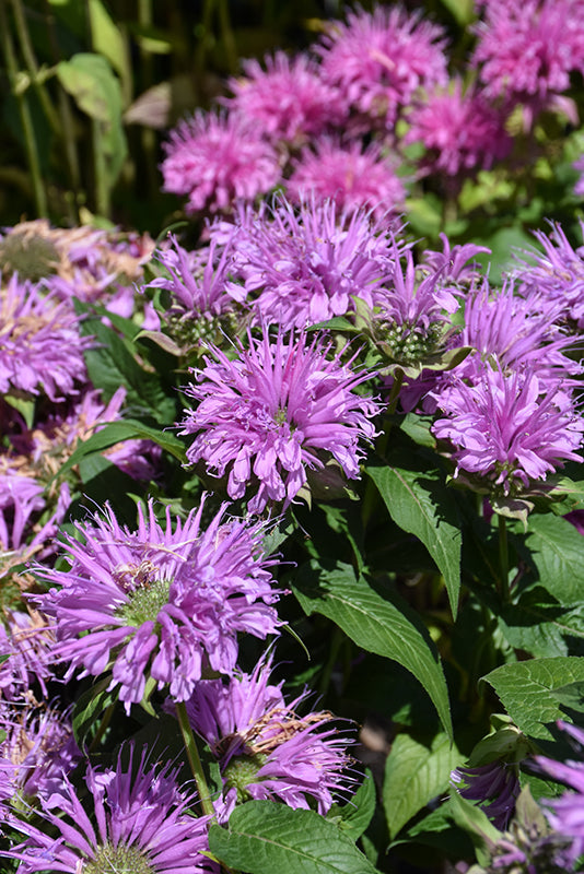 Monarda (Bee Balm), Bee Mine