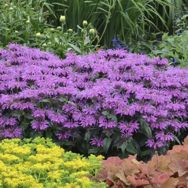 Bee Balm, Leading Lady Plum