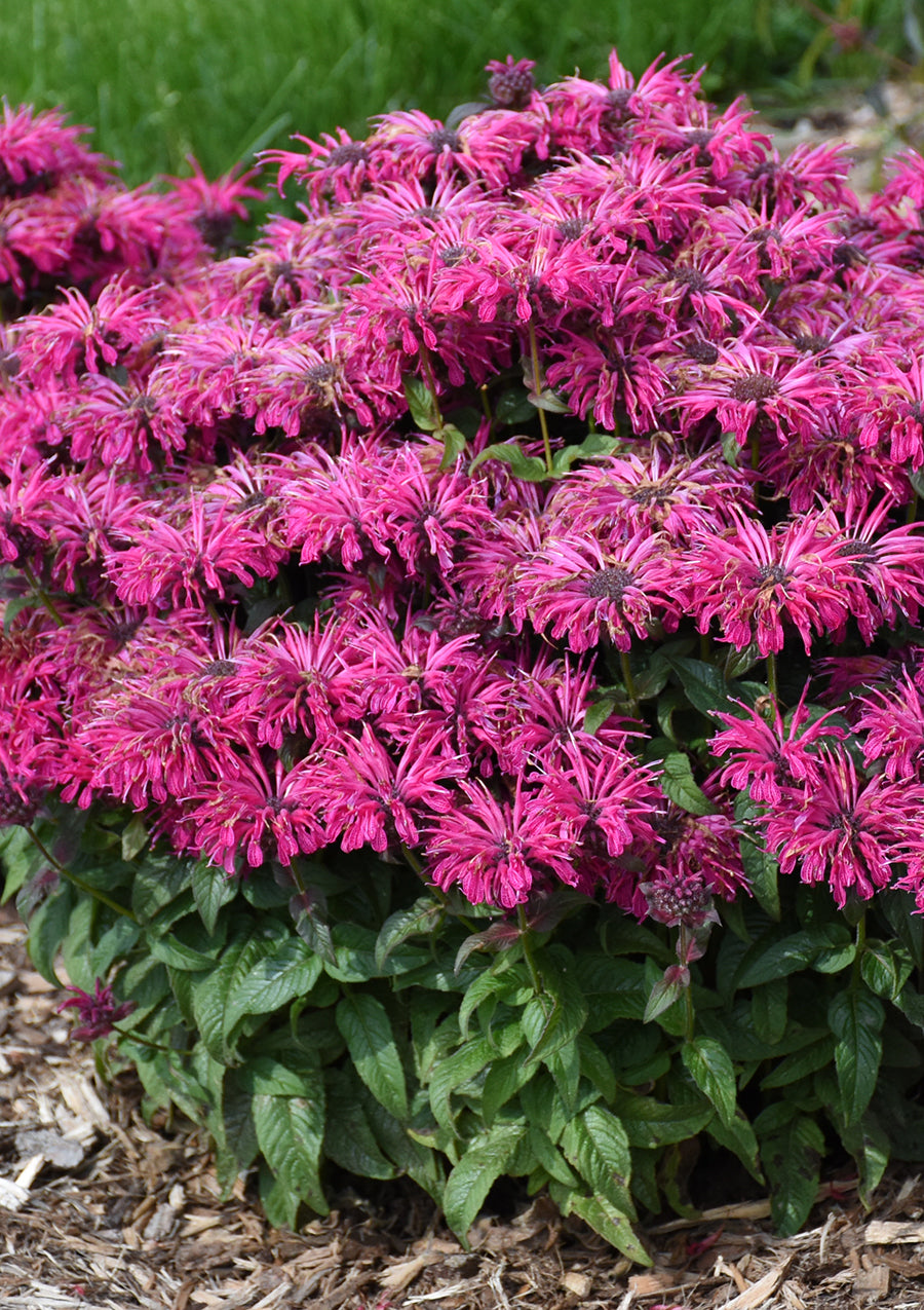 Bee Balm, Leading Lady Razzberry