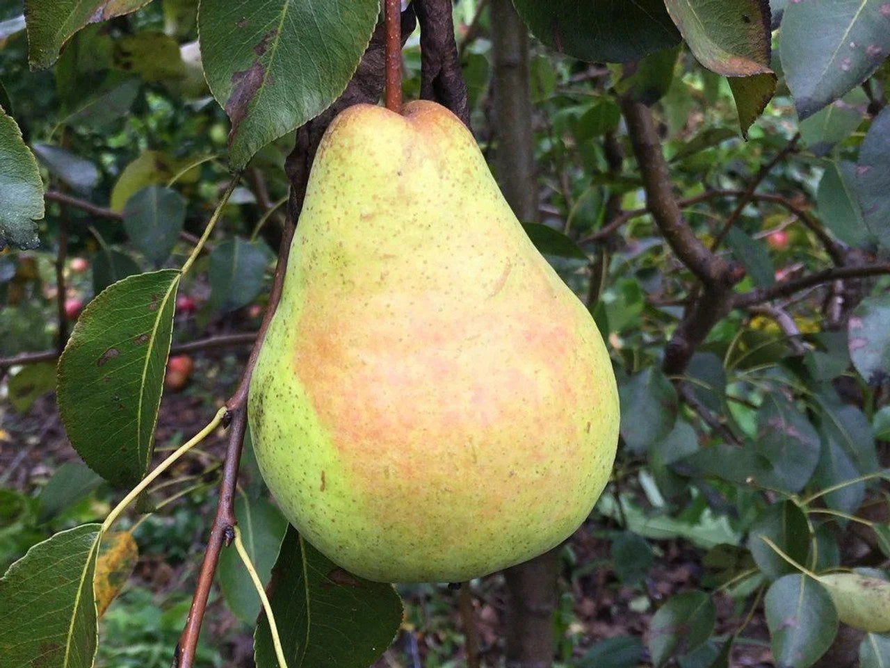 Pear, Harrow Crisp Semi-Dwarf