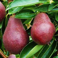 Pear, Red Bartlett (Semi-Dwarf)