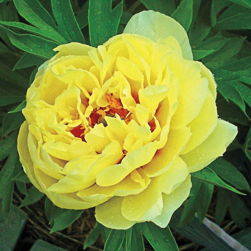 Peony, Intersectional Bartzella