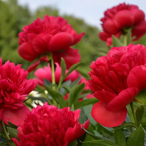 Peony, Red Magic
