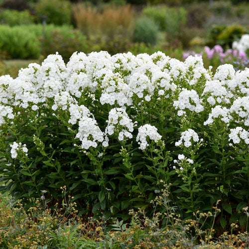 Phlox, Garden Backlight