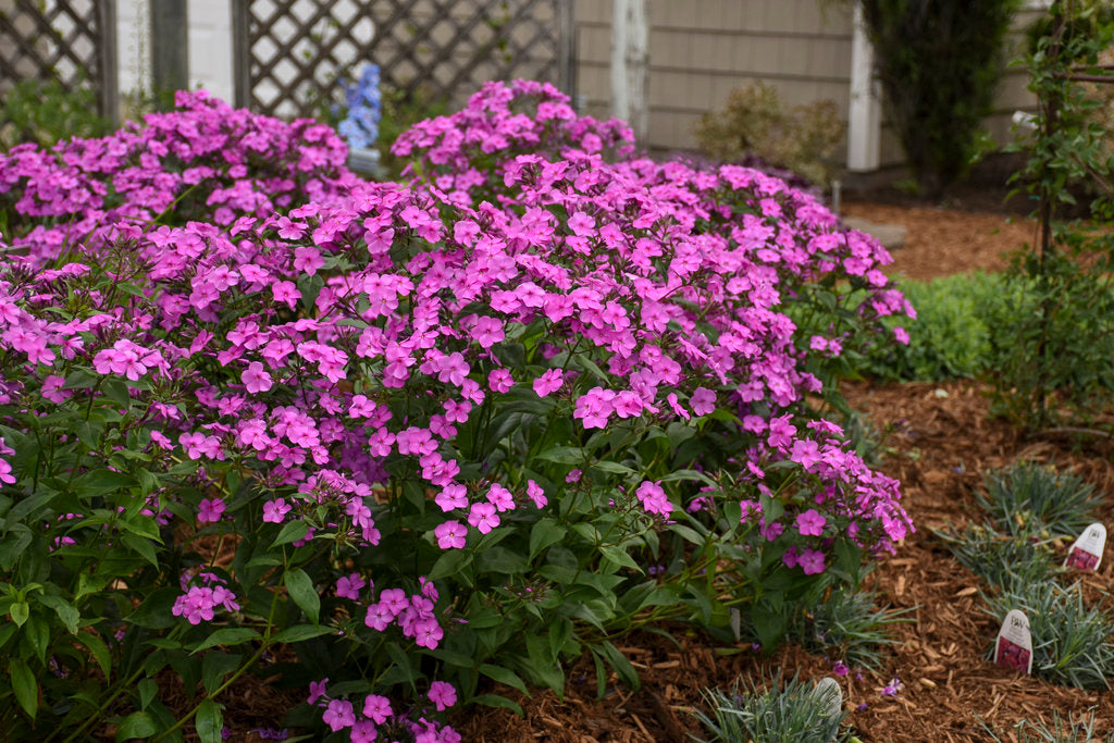 Phlox, Garden Cloudburst