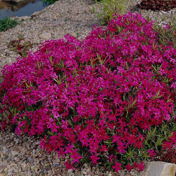 Phlox, Creeping Scarlet Flame