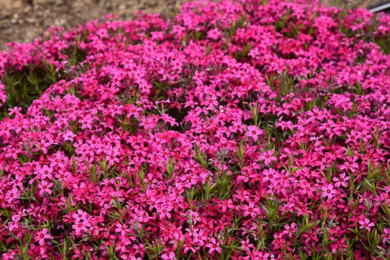 Phlox, Creeping